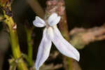 Shortleaf lobelia